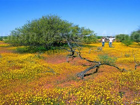 西オーストラリアのワイルドフラワー畑