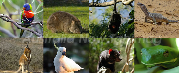 オーストラリアの固有種と生物多様性