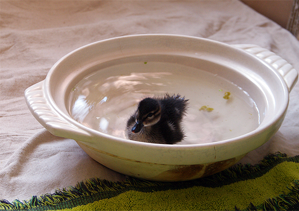 鴨鍋!? 土鍋の中で泳ぐカモの雛、ヒヨちゃん　2010年12月20日