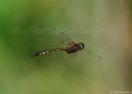 トンボのホバリングをキャッチ！　2011年1月28日