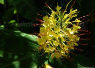 大地にしっかりと根付いたワイルド・ジンジャー　2011年2月3日