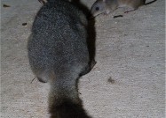 ポッサムとバンディクート、ガチンコ対決!? 2匹が超接近遭遇　2011年2月12日