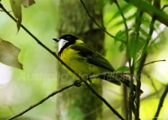 幸せを運ぶ黄金の小鳥、ゴールデンウィスラー 2011年2月14日