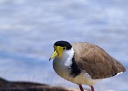 仮面を被った鳥、マスクド・ラップウィング　2011年2月15日