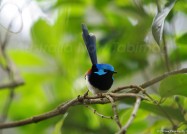 幸せの青い鳥、第二弾！ バリゲイティッド・フェアリーレン 2011年2月18日