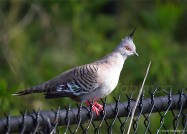 モヒカンも真っ青？見事な冠羽のレンジャクバト　2011年2月24日