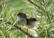 仲良しレンちゃん♪　2011年2月26日