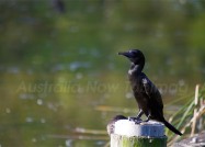 ルビーのような青い目をしたミナミクロヒメウ　2011年3月1日