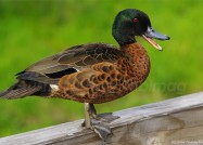 オーストラリア固有種で保護鳥のアオクビコガモ　2011年3月2日