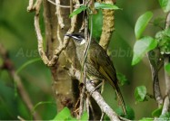 金属的な連続音で鳴く、ルーウィンズ・ハニーイーター　2011年3月4日