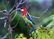 鮮やか！カラフルで美しい羽を持つイースタンロゼラ　2011年3月9日