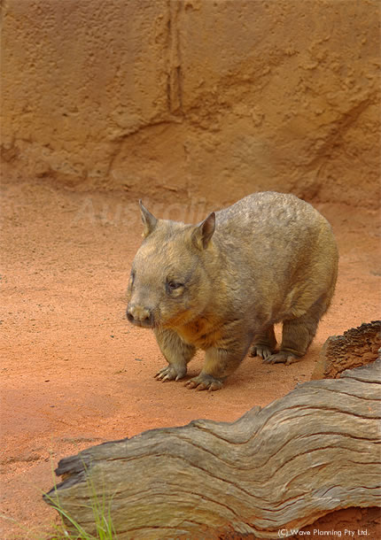 オーストラリアの動物たち、豚みたい？ヘアリーノーズド・ウォンバット
