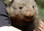 オーストラリアの動物たち、腕に抱かれてうっとり♪ ウォンバット