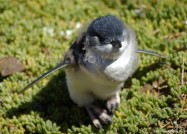 オーストラリアの動物たち、世界で一番小さなペンギン