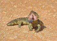 オーストラリアの動物たち、青い舌で威嚇するマツカサトカゲ