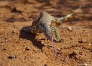 オーストラリアの動物たち、舌を出しながら悠々と歩くサンドゴアナ