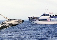 シドニーでホエールウォッチング、クジラを見に行こう！