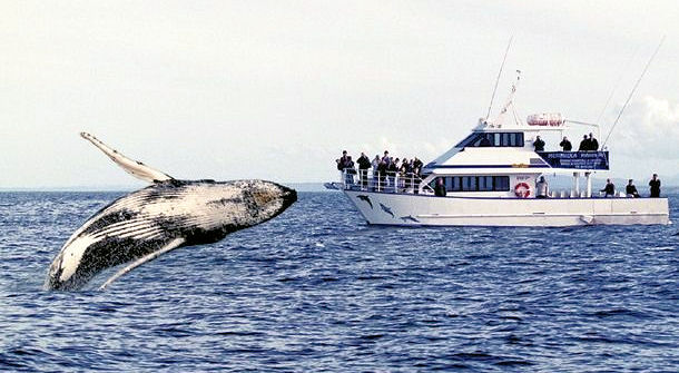 シドニーでホエールウォッチング、クジラを見に行こう！