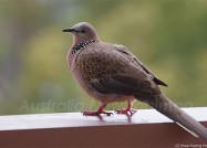 首のエリマキがお洒落な小さなハト、カノコバト 2011年8月17日