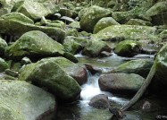 世界遺産の熱帯雨林でアボリジニの叡智を授かるウォーキング
