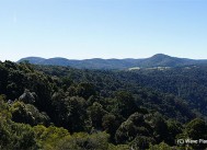 【オーストラリアの世界遺産】オーストラリアのゴンドワナ雨林