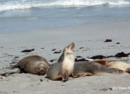 野生動物パラダイス！南オーストラリア カンガルー島