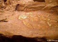 オパールになった恐竜　～南オーストラリアで発見されたオパール化した化石