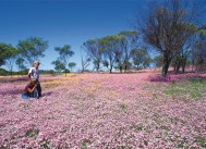 西オーストラリアのワイルドフラワー　写真提供：西オーストラリア州政府観光局