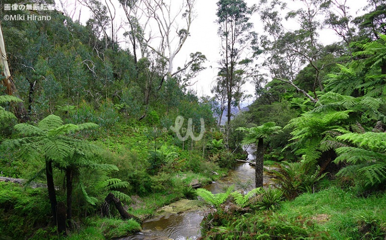 カトゥーンバ滝から流れる小川と多雨林
