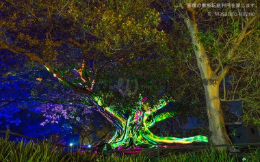 光の動きで木に躍動感を演出　/ ビビッド・シドニー2016　/ ビビッド・シドニー2016
