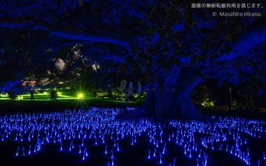 青い光に包まれる夜の王立植物園　/ ビビッド・シドニー2016