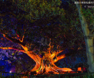 王立植物園では本物の木を光のアートに　/ ビビッド・シドニー2016