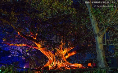 王立植物園では本物の木を光のアートに　/ ビビッド・シドニー2016