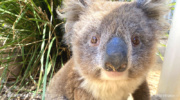 カンガルー島の野生のコアラ