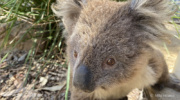 カンガルー島で救助された野生のコアラ（2020/1/29撮影）