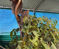 木に登れるほど回復してきたコアラも（2020/1/29撮影）