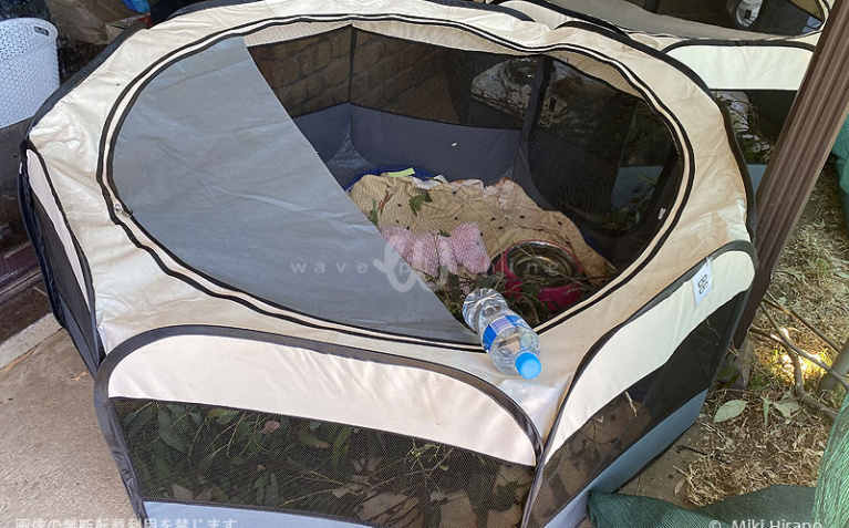 赤ちゃんコアラはこうした人間の赤ちゃん用テントで（2020/1/29撮影）