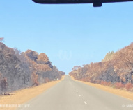カンガルー島西部の国立公園へ向かう道沿いの木々は茶色く焼け焦げた状態…（2020/1/29撮影）