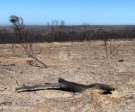 カンガルー島西部のフリンダース・チェイス国立公園は想像以上に焼けてしまっていた…（2020/1/29撮影）
