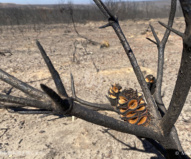 炭化した木の種は火によってはじけ、新しい命を育む準備ができていた（2020/1/29撮影）