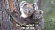 カンガルー島で被災し、回復して野生へと戻っていくコアラ親子