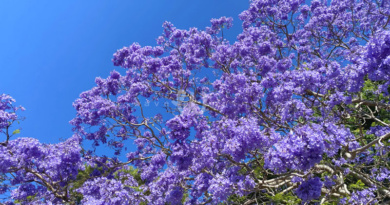 シドニーの街中が幻想的な紫色に染まる季節  ～ジャカランダ物語